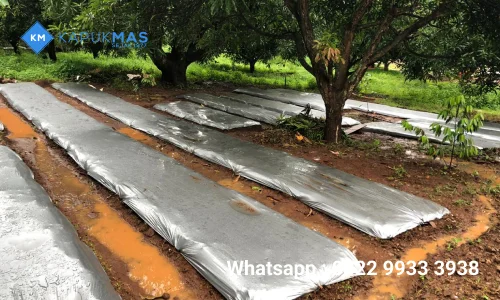 Plastik Mulsa - Kapuk Mas