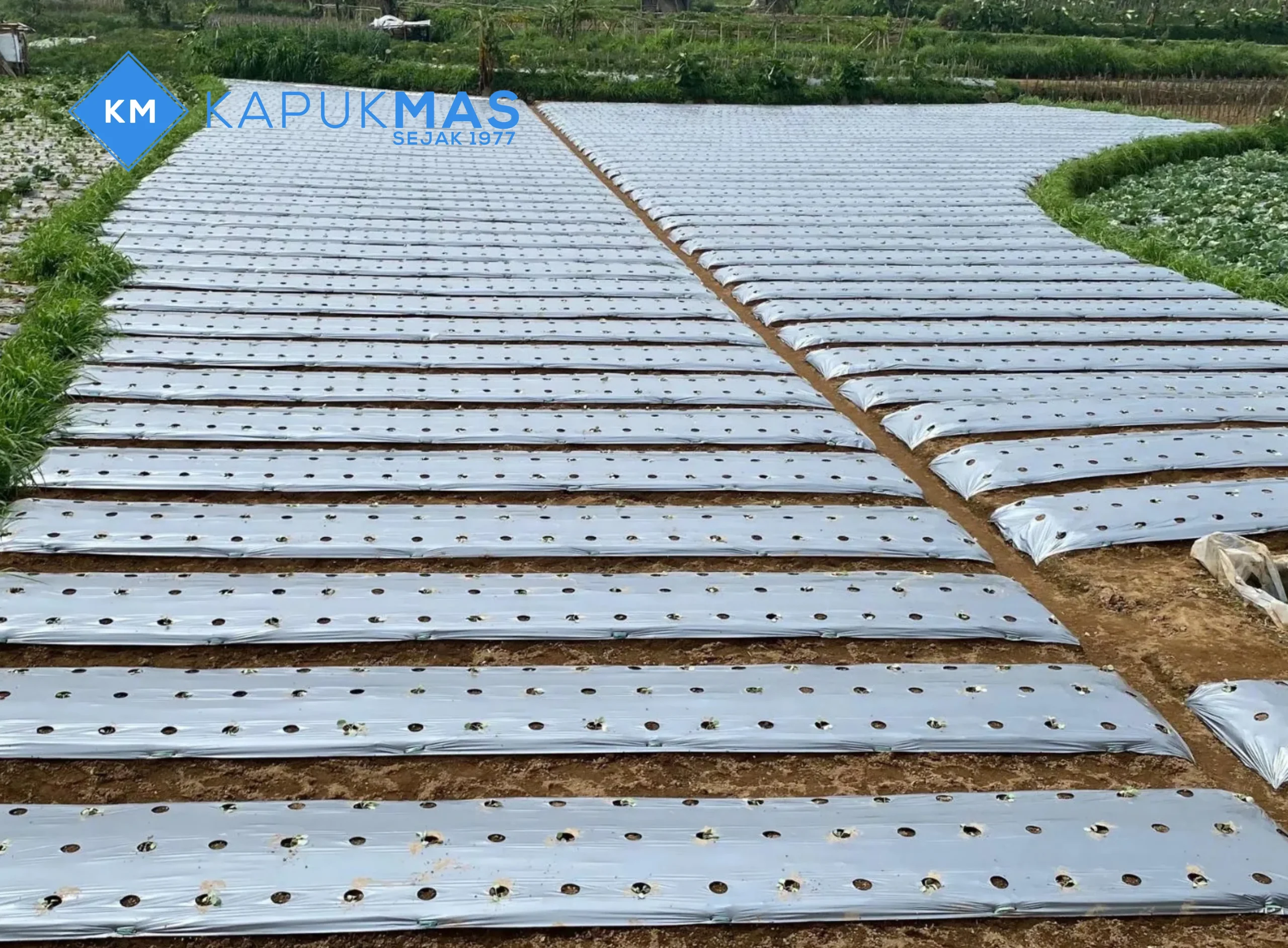 Plastik Mulsa Kapuk Mas 10_11zon