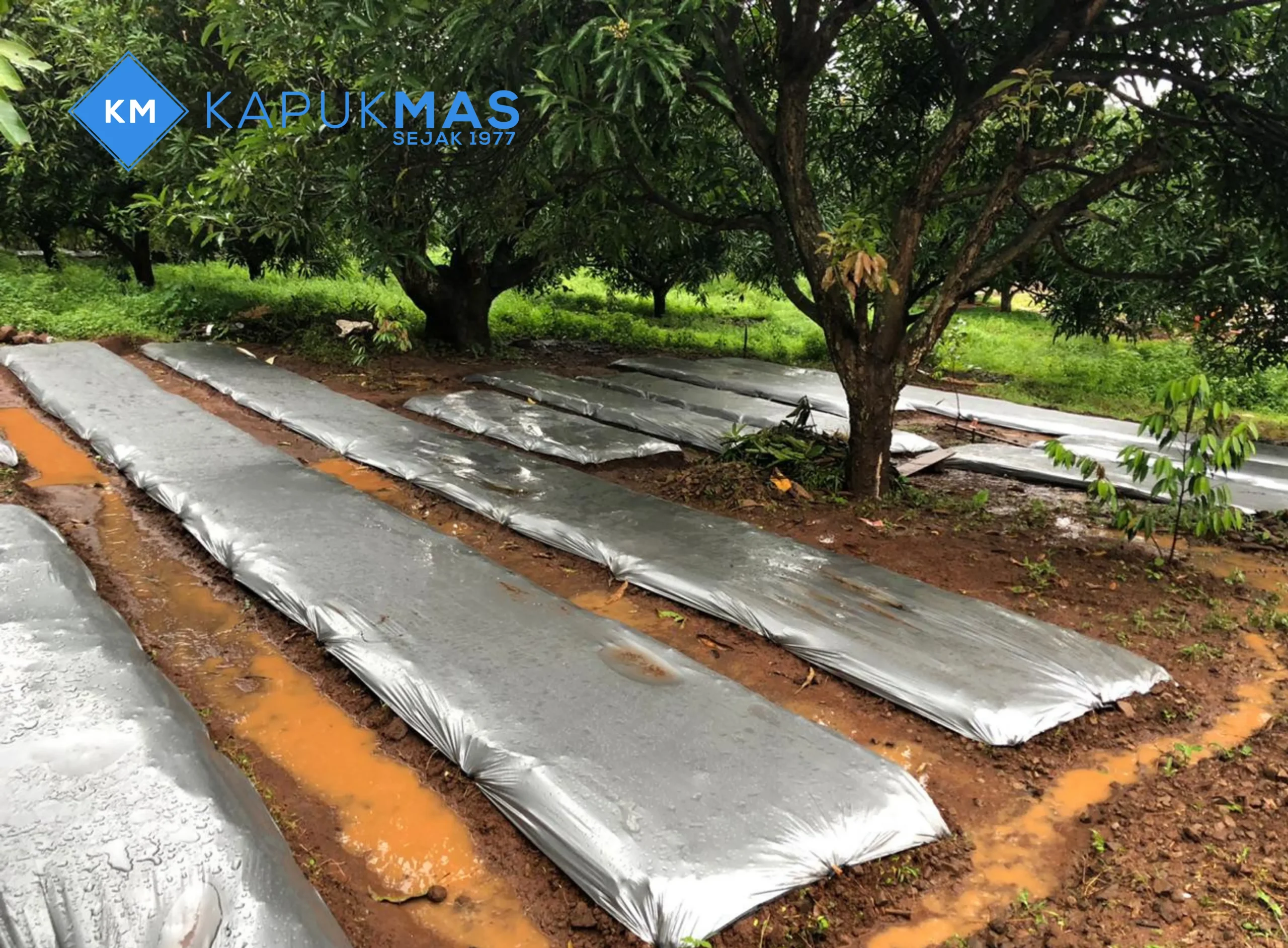 Plastik Mulsa Kapuk Mas 5_11zon