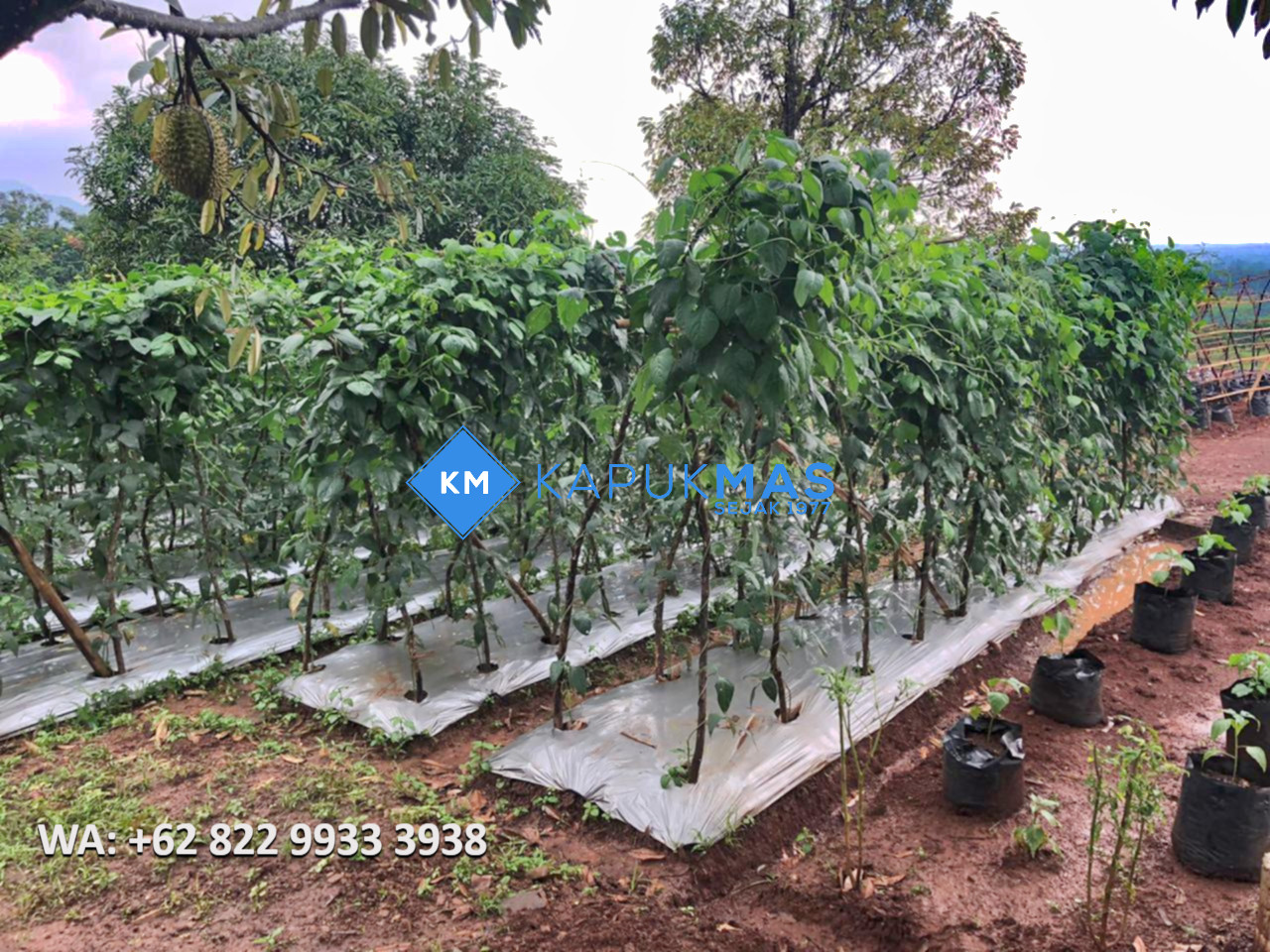 Jual Plastik Mulsa
